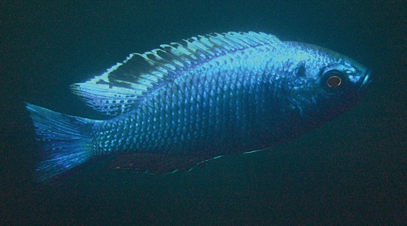 Copadichromis chrysonotus 'Boadzulu Island'